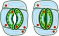 Structure of stomatal complex with open and closed stoma